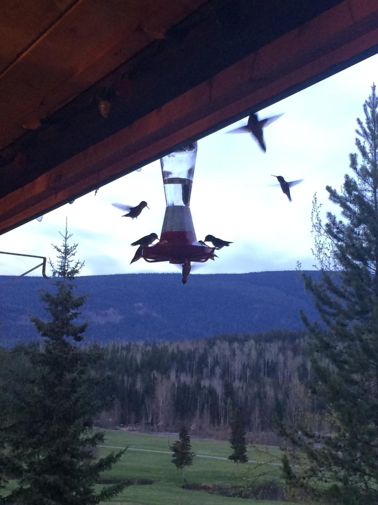 Helmcken Falls Lodge Cabin Rooms And Rv Park 클리어워터비치 외부 사진